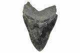 Fossil Megalodon Tooth - South Carolina #172272-1
